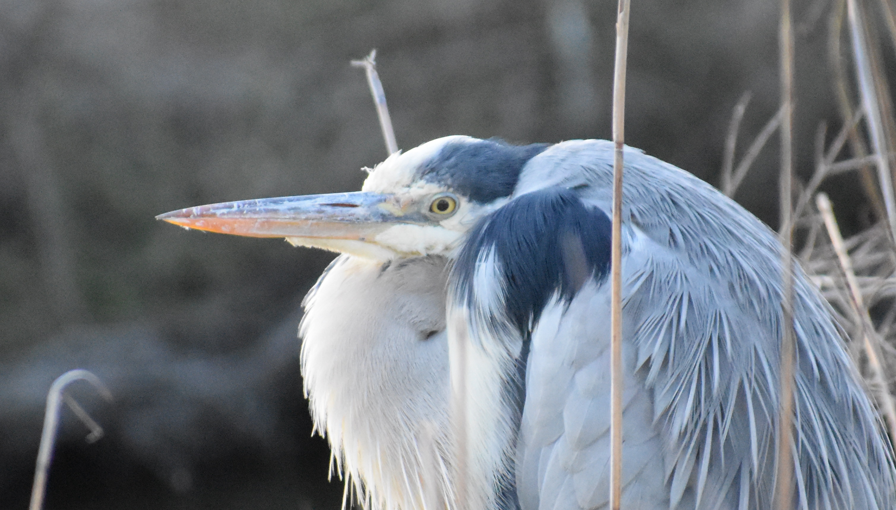 Sur les chemins du Grand Castélou